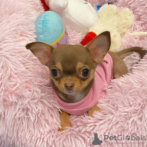 Photo №3. chiots chihuahua à vendre Business WhatsApp 37256348129. La finlande