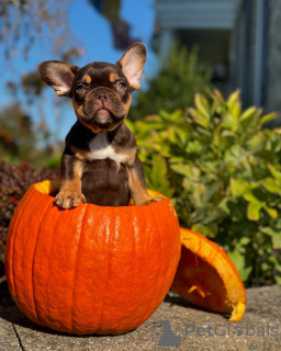 Photo №1. bouledogue - à vendre en ville de Munich | 700€ | Annonce №150638