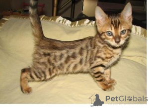 Photo №1. bengal - à vendre en ville de Alain | 350€ | Annonce № 171715