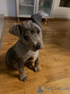 Photo №2 de l'annonce № 178088 de la vente american pit bull terrier - acheter à Allemagne annonce privée