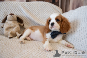 Photos supplémentaires: Chiots Cavalier King Charles Spaniel