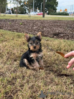 Photo №1.  - à vendre en ville de Donji miholjac | négocié | Annonce №161252