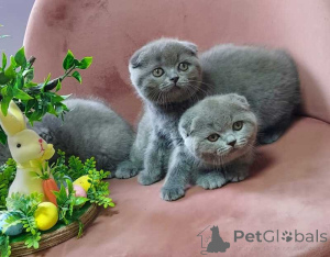 Photo №1. scottish fold - à vendre en ville de Vilnius | Gratuit | Annonce № 155230