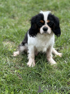 Photo №1. cavalier king charles spaniel - à vendre en ville de Minsk | négocié | Annonce №168616