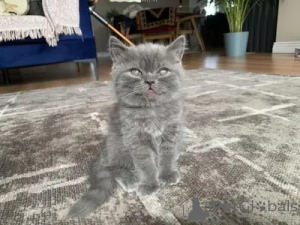 Photo №2 de l'annonce № 173833 de la vente british shorthair - acheter à La Grande-Bretagne annonce privée, éleveur