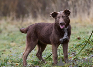 Photo №4. Je vais vendre chien bâtard en ville de Москва. annonce privée - prix - Gratuit