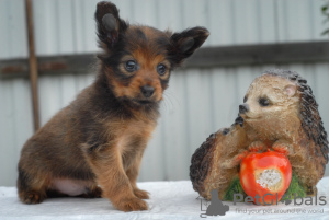 Photo №2 de l'annonce № 7761 de la vente petit chien russe - acheter à Fédération de Russie éleveur