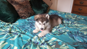 Photo №2 de l'annonce № 123631 de la vente malamute de l'alaska - acheter à Allemagne annonce privée