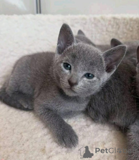 Photo №1. british shorthair - à vendre en ville de Albany | Gratuit | Annonce № 175302