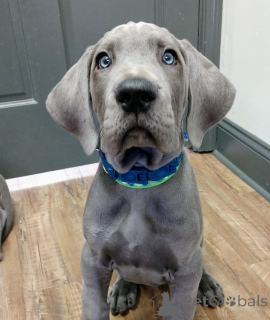 Photo №2 de l'annonce № 173338 de la vente dogue allemand - acheter à Allemagne annonce privée