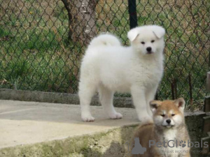 Photos supplémentaires: Akita japonais, chiots