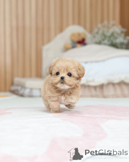 Photo №2 de l'annonce № 163588 de la vente maltipu - acheter à Allemagne éleveur