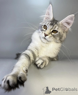 Photo №1. maine coon - à vendre en ville de Bellaire | 543€ | Annonce № 161669