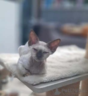 Photo №1. devon rex - à vendre en ville de Munich | négocié | Annonce № 160378