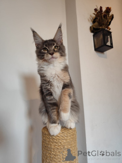 Photo №4. Je vais vendre maine coon en ville de Гамбург. annonce privée - prix - 420€