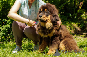Photo №3. Vente de chiots Tibetan Mastiff. Biélorussie