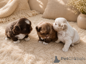 Photo №1. shih tzu - à vendre en ville de Kokkola | négocié | Annonce №169168