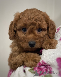 Photo №4. Je vais vendre cavalier king charles spaniel en ville de Feldkirch. éleveur - prix - 390€