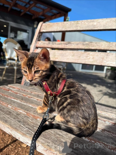 Photo №1. bengal - à vendre en ville de Innsbruck | 750€ | Annonce № 153401