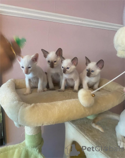 Photo №1. siamois - à vendre en ville de Bietigheim-Bissingen | 350€ | Annonce № 153103