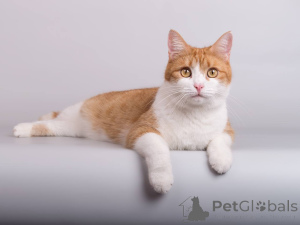 Photo №1.  - à vendre en ville de Khimki | Gratuit | Annonce № 161799