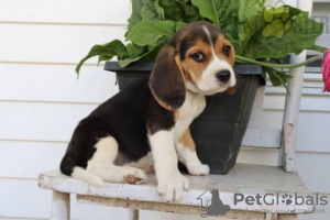 Photo №1. beagle - à vendre en ville de Porto | Gratuit | Annonce №28507