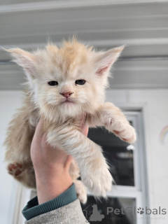 Photo №4. Je vais vendre  en ville de Aalen. éleveur - prix - négocié