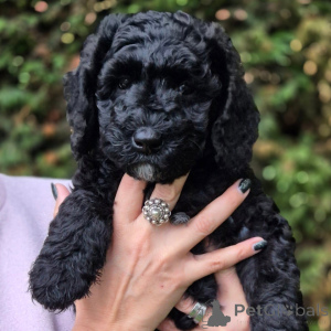 Photo №2 de l'annonce № 174893 de la vente labradoodle - acheter à France 