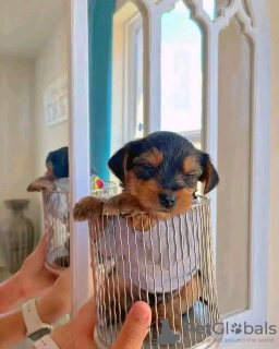 Photo №4. Je vais vendre yorkshire terrier en ville de Cannington. éleveur - prix - 379€