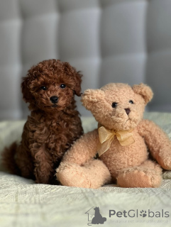 Photo №3. Vendu. Merci de votre intérêt Veuillez contacter WhatsApp Business 447450021323. La finlande