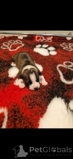 Photo №4. Je vais vendre american staffordshire terrier en ville de Zagreb.  - prix - négocié