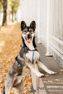 Photo №4. Je vais vendre chien bâtard en ville de Москва. de l'abri - prix - Gratuit