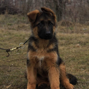 Photo №3. Je vais vendre des chiots. Ukraine