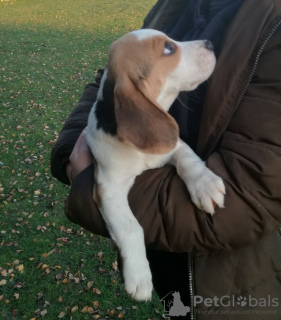 Photo №2 de l'annonce № 23737 de la vente beagle - acheter à Allemagne 