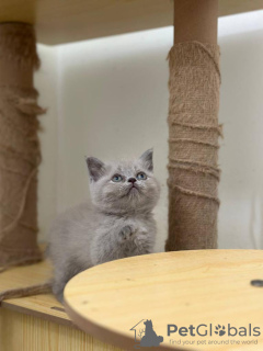 Photo №2 de l'annonce № 119922 de la vente british shorthair - acheter à Fédération de Russie annonce privée, éleveur