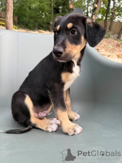 Photo №2 de l'annonce № 147054 de la vente xoloitzcuintle - acheter à Belgique éleveur