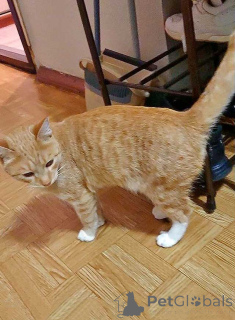 Photo №2 de l'annonce № 162779 de la vente  - acheter à Fédération de Russie annonce privée