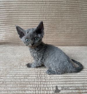 Photo №1. devon rex - à vendre en ville de Kilburg | 350€ | Annonce № 178035