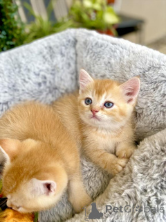 Photo №2 de l'annonce № 140155 de la vente scottish fold - acheter à USA annonce privée