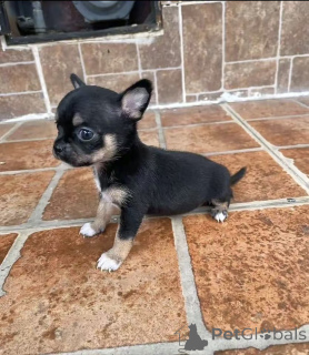 Photo №1. chihuahua - à vendre en ville de Washington | 775€ | Annonce №176016