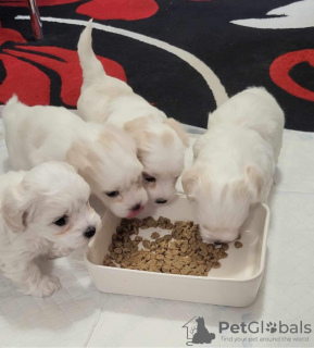 Photo №1. bichon maltais - à vendre en ville de Miami | 250€ | Annonce №98171