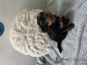 Photo №4. Je vais vendre yorkshire terrier en ville de Bat Yam. annonce privée - prix - 900€