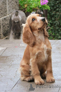 Photo №1. cocker spaniel anglais - à vendre en ville de Aizlingen | 500€ | Annonce №156806