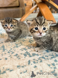 Photo №3. Bengals de race pure super beaux.. Australie