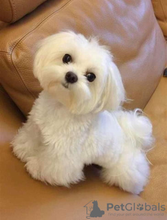 Photo №1. bichon à poil frisé - à vendre en ville de Riga | négocié | Annonce №60851