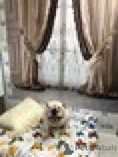 Photo №4. Hôtel pour les animaux en Fédération de Russie. Annonce № 135193