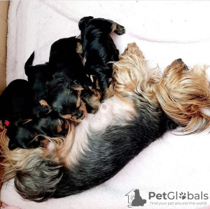 Photo №4. Je vais vendre yorkshire terrier en ville de Jever. annonce privée, éleveur - prix - 380€