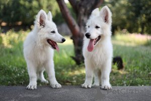 Photos supplémentaires: Chiots Berger Blanc Suisse à vendre