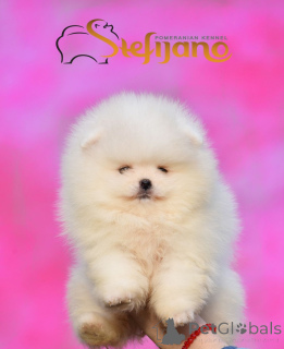 Photo №4. Je vais vendre spitz nain en ville de Loznica. éleveur - prix - négocié