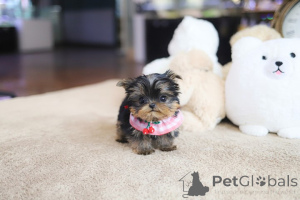 Photo №3. Dean Janet Kay Puppies House. USA